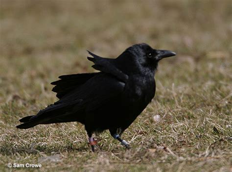 Fish Crow ID .